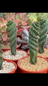 5.2K views · 51 reactions | Cereus forbesii spiralis. #cereusforbesiispiralis #spiralcactus #screwcactus #cactuseriasur | Real Plant Species | Facebook