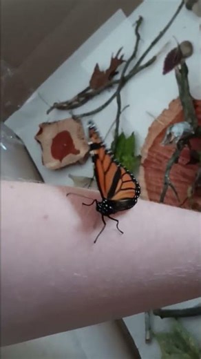 October, The One-Winged Butterfly