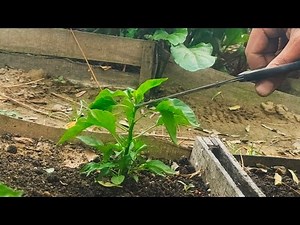 Boost Your Pepper and Chili Plant Growth with These 3 Powerful Techniques | Complete Gardening Tips
