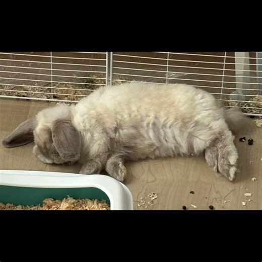 Cutest Minecraft baby mobs: NUMBER 1🐰