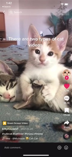 #kitty #tiktokpost #fyp #catfalling #cutecat #2typesofcats