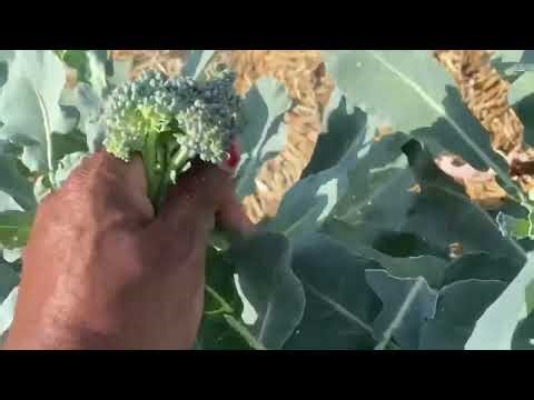 “The Joy of the Harvest 🌾 | How to Harvest Your Crops Like a Pro”