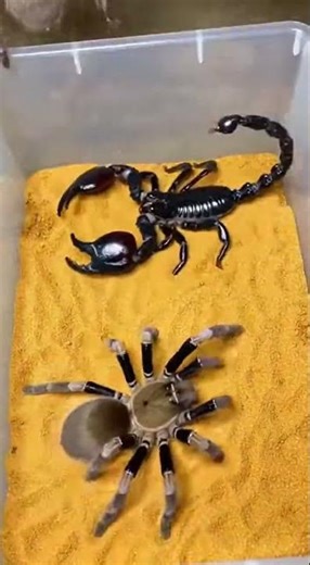 Black Giant Scorpion vs Spiders | 🦂🕷️