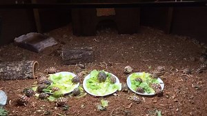 93K views · 1.3K reactions | Watch as our Leopard and Sulcata...