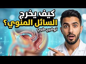 كيف يخرج السائل المنوي من جسم الرجل | شرح طبي ثلاثي الابعاد