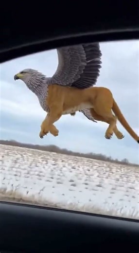 Driver Films Giant Griffin Taking Flight - Majestic Wings Unleashed
