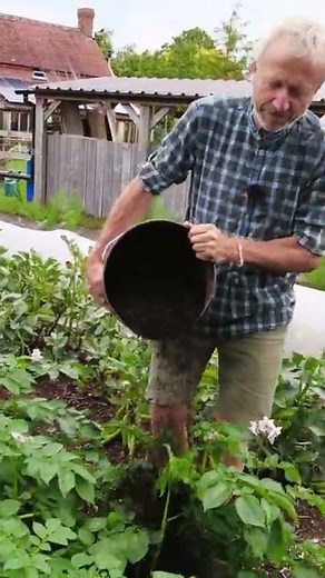Easy earthing up on potatoes with compost