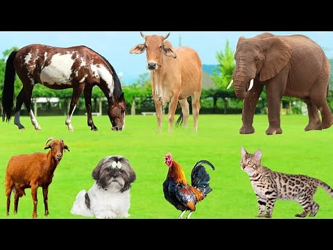 Mischievous Animal Species : Cow, Duck, Dog, Cat, Chicken, Rabbit, Horse, Goat - Animal Moments