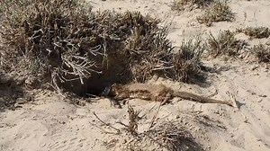 7.2K views · 344 reactions | Mongoose vs Cobra Snake,Ultimate Wild Fight | Vinhbui012 | Facebook