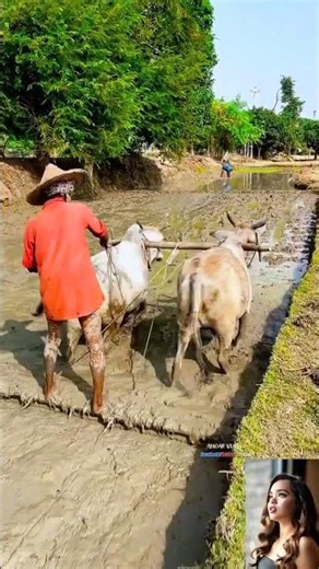 Farming With Oxen in Mud Fields 🌾🐂 | Real Village Life | Traditional Rice Farming