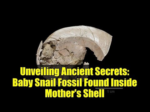 Unveiling Ancient Secrets: Baby Snail Fossil Found Inside Mother's Shell