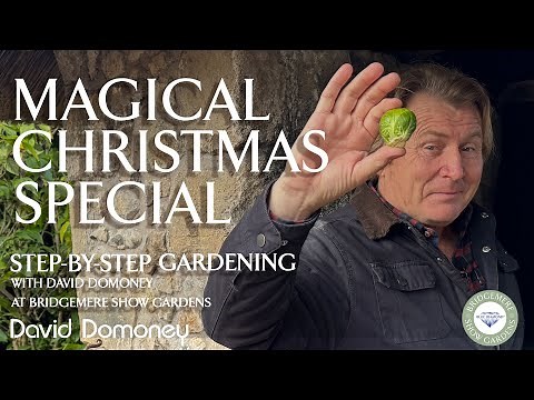 Easy December Step-by-Step Gardening at Blue Diamond's Bridgemere Show Gardens Episode 6