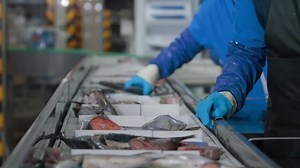 Seafood Processing Factory Preparing Fresh Fish Stock Footage Video (100% Royalty-free) 1042461151 | Shutterstock