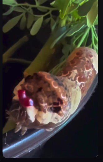 The Giant Swallowtail Butterfly has a 6 inch wing span, largest (and most dramatic) butterfly in North America! If you want to attract these beautiful butterflies to your garden plant Wild Lime, Rue & Citrus. #butterflygarden #wutheringheights #nature #lovers #butterflies