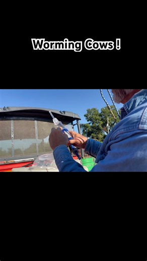 How To DeWorm Cows ! #cowvideos #cow #cowboys #youtube #shorts