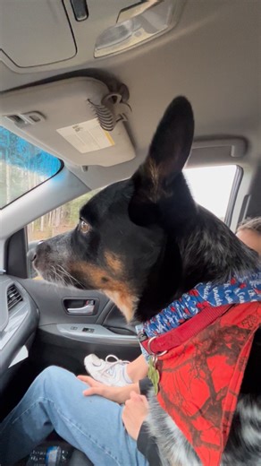 Bandits first time seeing real live cows. | Steve Smith