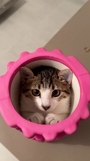 Ruby the baby cat | Daddy found my new hiding spot🤭 #cat #cats #funnycat #cutecat #viralcat #kitten #kitty #babycat #rubythebabycat | Instagram