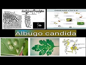 #ALBUGOGINACEAE | Albugo candida |White rust of crucifer | life cycle | Management
