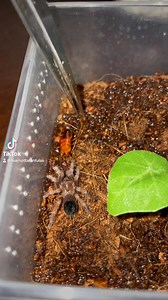 1.8K views · 60 reactions | Fear Not Tarantulas, Inc on Reels | Facebook