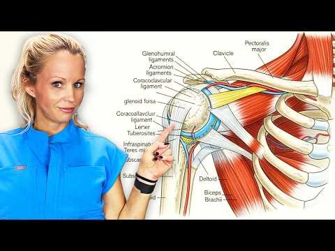 Biomechanics Of The Shoulder Joint | Anatomy, Stability And Movement