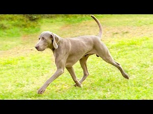 Weimaraner vs German