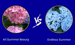 Hydrangea All Summer Beauty vs. Endless Summer: Are They the Same?