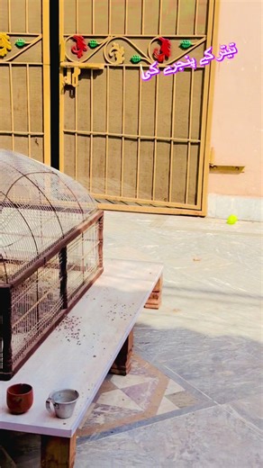 How to Clean Your Birdcage Effectively