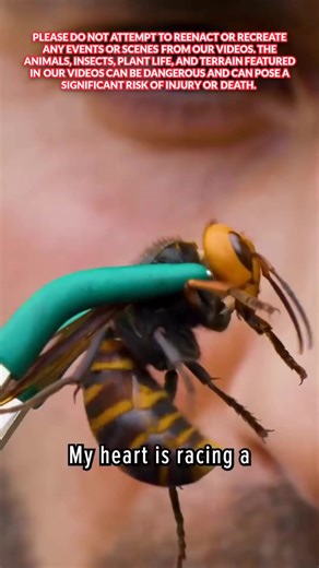 41K views · 440 reactions | Murder hornet sting! #japan #stingzone #hornets #bravewilderness | Brave Wilderness | Facebook