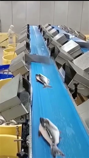 Fish Sorting Gone Next Level