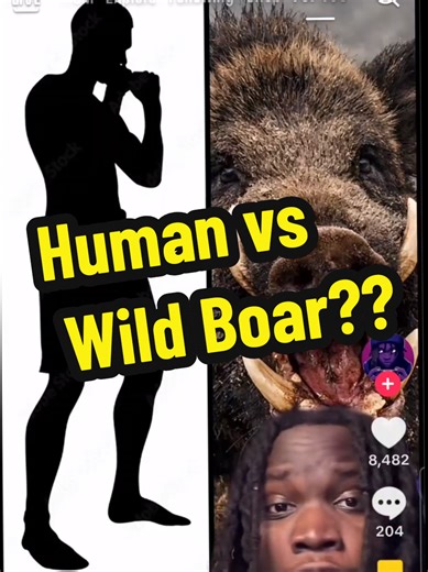 TEAM HUMAN WITH KNIVES #boar #boarhunting #humanvsanimal #wildboar #alsemporiumoffitness