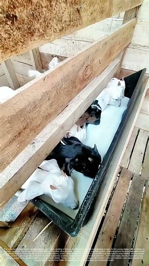 Herding Happiness: How a Farmer’s Morning Feed Routine Nurtures Healthy Lambs