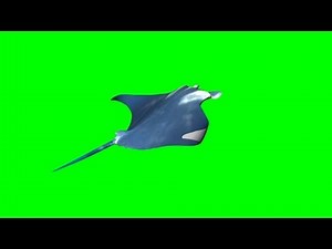 animated fish - green screen effect