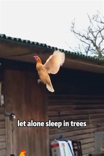 Can Chickens Fly? Surprising Facts About Chickens