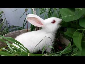 Funny Rabbit Moments & Cute Eating Compilation 🐰