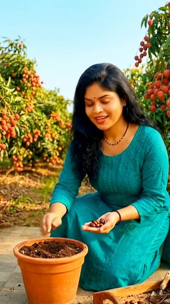 How To Grow Lychee From Seed! । How To Grow Litchi From Seed🌱 Litchi Fruit #litchi #fruit #tips