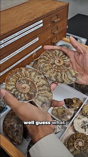 Prehistoric Ammonites are SERIOUSLY fascinating! #paleontology #science #marinebiology #fossil