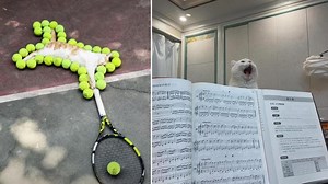 25 Cats With Real Jobs And Serious Careers