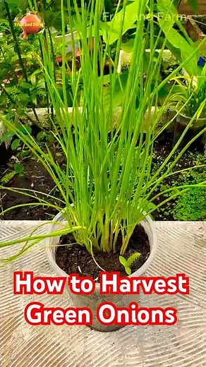 How to Harvest Green Onions So They Keep Growing