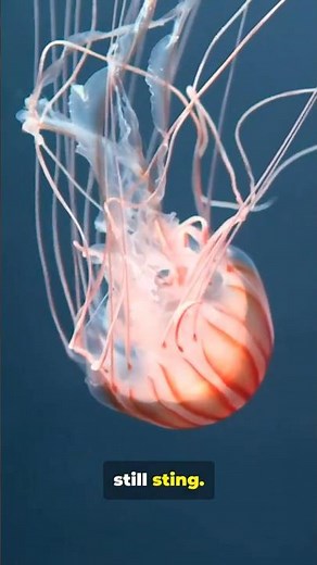 How does a jellyfish sting?