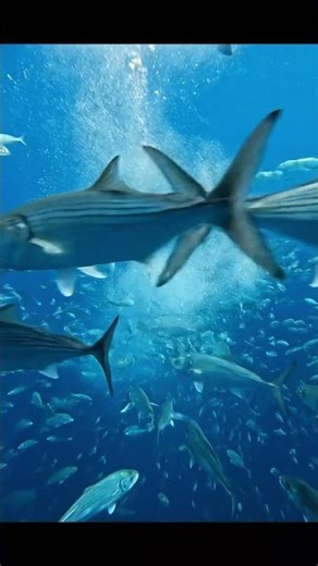 Bluefish Attack । The Ocean's Most Terrifying Feeding Frenzy! G । Inside the Bluefish