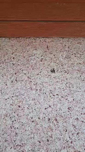 Pacific Contemporary