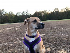 8K views · 653 reactions | Coconut does her thing and a few other things | Jack's World | Facebook