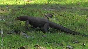 Large monitor lizard roaming in lush green park setting, wildlife habitat and adaptation in urban environments. Nature and wildlife conservation.