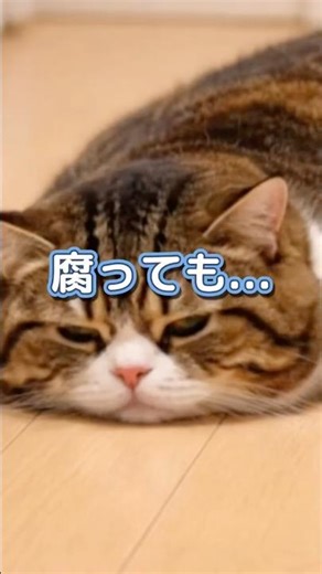 腐っても鯛｜にゃんことわざ#09