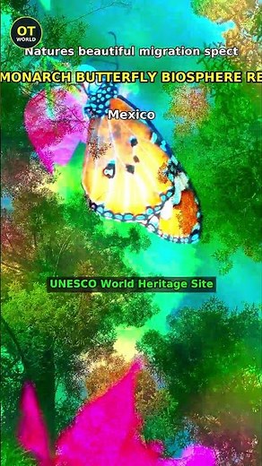 Monarch Butterfly Biosphere Reserve — Mexico Nature's beautiful migration spectacle #monarchbutterfl