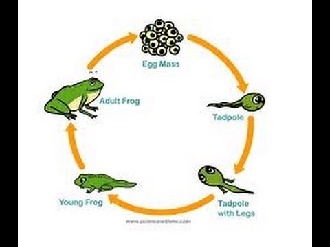 Frog Life Cycle Video for Kids -Science for Kids by makemegenius.com