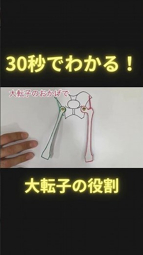 30秒でわかる！大転子の役割 #理学療法士 #理学療法 #足病学 #足病学 #柔道整復師 #日本足病学協会 #podiatry #ptタイガー