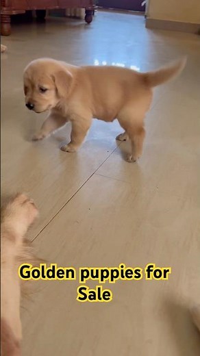 1month golden retriever puppies for sale. Near Koonamavu Aluva
