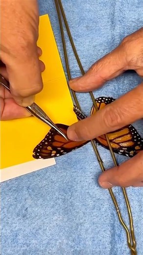 Broken Butterfly Wing Repair #goodtoknow #surgeonlife #vet #medicine #funfacts #survival #surgery