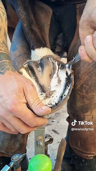 Understanding the Role of Farriers in Animal Welfare